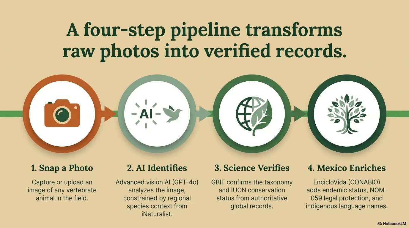 BioJalisco Species Identifier screenshot 4 of 10